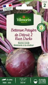 Betterave de Détroit 2 race Darko